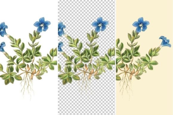 Download Spring Gentian Floral Illustrations - Illustrations Collection