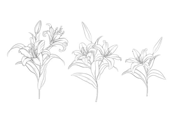 Download Drawn Floral Illustrations Graphic - Illustrations Collection