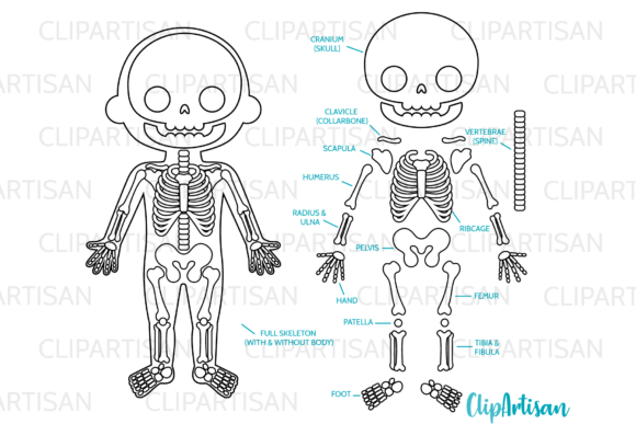 Download Human Skeleton Clipart Digital Stamps - Premium Bundle