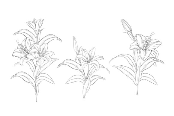 Download Drawn Floral Illustrations Graphic - Illustrations Collection