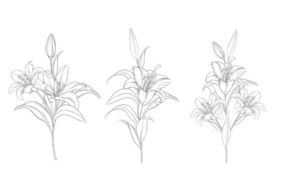 Download Drawn Floral Illustrations Graphic - Illustrations Collection